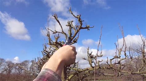 Espalier pear maintainance pruning   YouTube