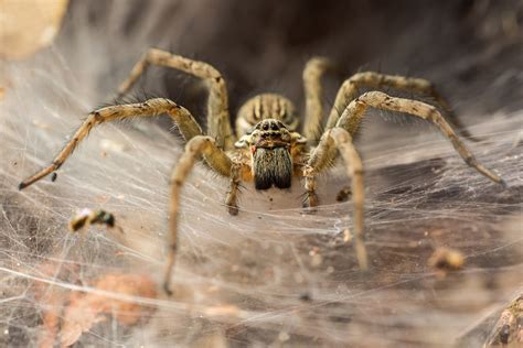 España cuenta con 1.500 especies de araña – KISS FM