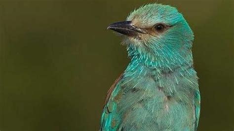 España cuenta con 55 especies de aves más que hace siete ...