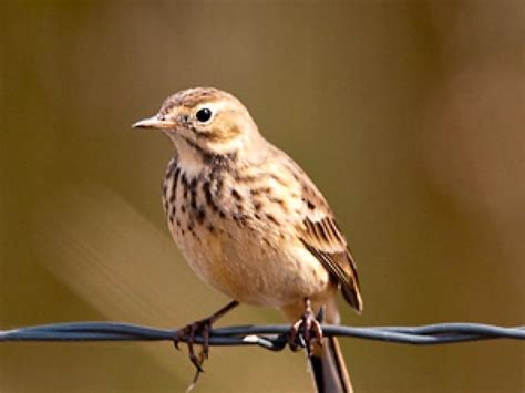 España gana 56 nuevas especies de aves en siete años
