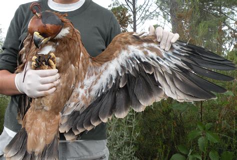 #ESPAÑA Salvando al águila imperial ibérica | Epa News