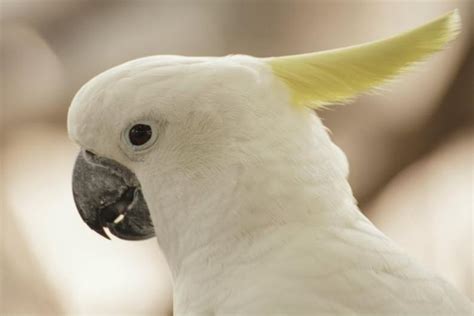 Especial | Día Mundial de las Aves: Sinónimos de libertad ...