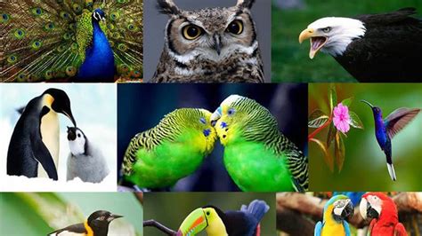 Especial | Día Mundial de las Aves: Sinónimos de libertad ...