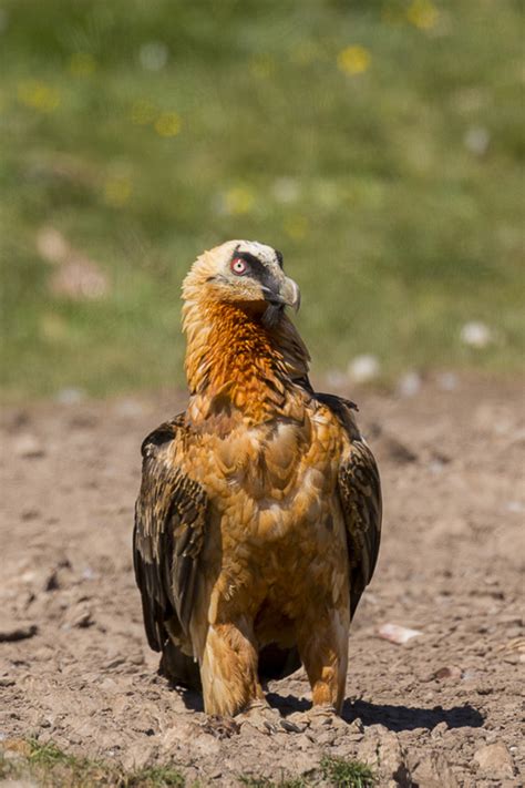 Especial fotografia: aves miticas del pirineo – Pirenalia