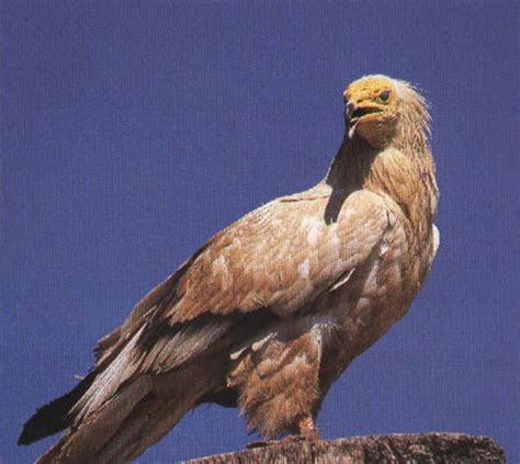 Especies Amenazadas de Canarias: abril 2013