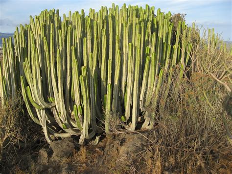 Especies Amenazadas de Canarias: Cardón  Euphorbia ...