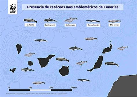 Especies Amenazadas de Canarias: Los cachalotes se acercan ...