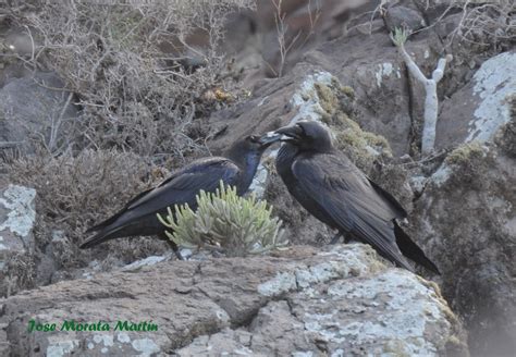 Especies Amenazadas de Canarias: SOS cuervo canario ...