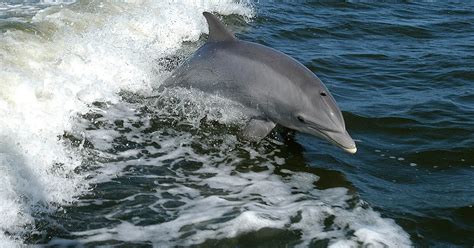 Especies Carismáticas de Baja California: Delfin