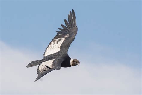 especies chilenas: Las faenas del Cóndor  Vultur gryphus