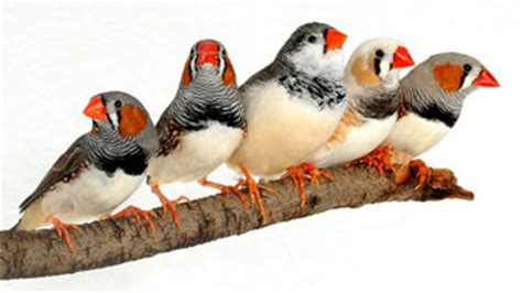 Especies de aves aptas para niños | Infoexóticos