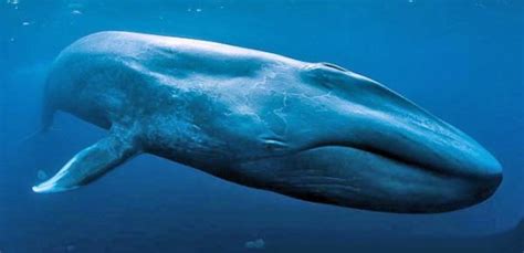 Especies de ballenas | Informacion sobre animales