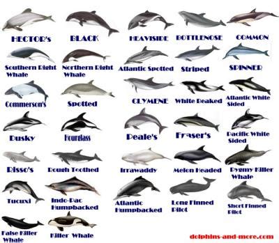 Especies de delfines en el mundo | Mundo Marino