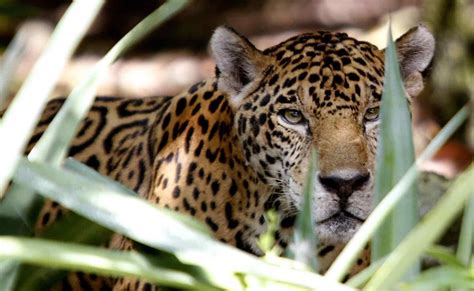 Especies de felinos en México, amenazadas o en peligro de extinción