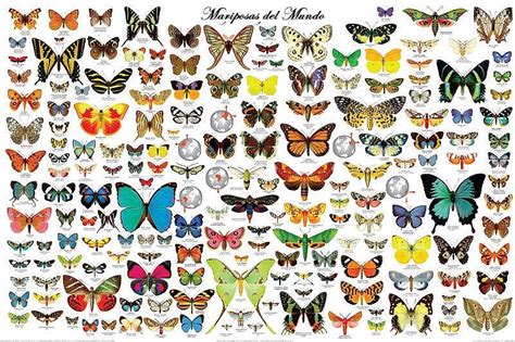 Especies de Mariposas【 Tipos de Mariposas: Diurnas ...