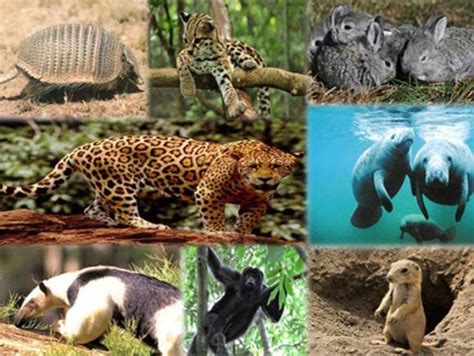 Especies de México en peligro de extinción – La Pancarta de Quintana Roo