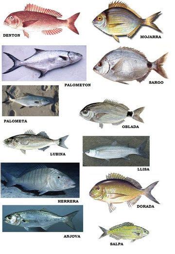 Especies de peces mediterraneo | FONS MARÍ | Fish, Animals ...
