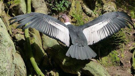 Especies en peligro de extinción: 72 especies de aves están en peligro ...