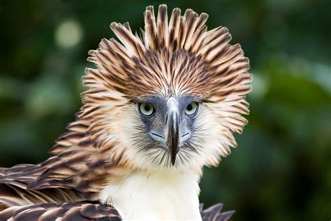 Especies en Peligro de extinción: El águila de Filipinas ...