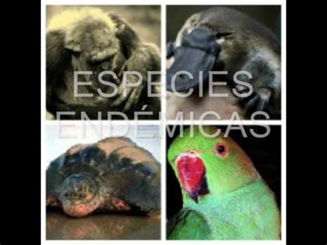 especies endémicas 3   YouTube