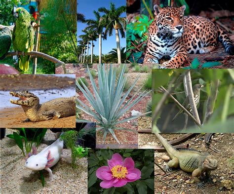 Especies endémicas del mundo y cuales son las más ...