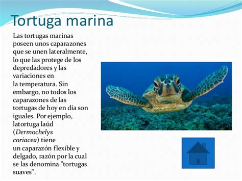 Especies marinas en el caribe Mexicano