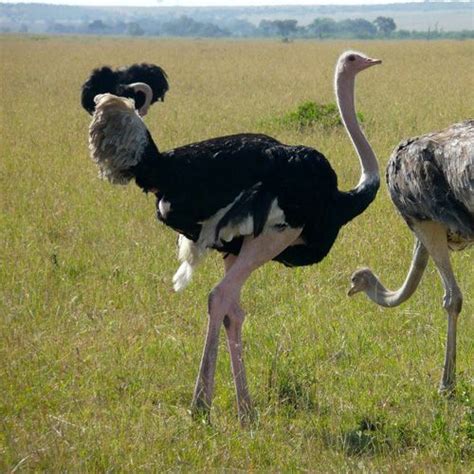 Especies o tipos de avestruz