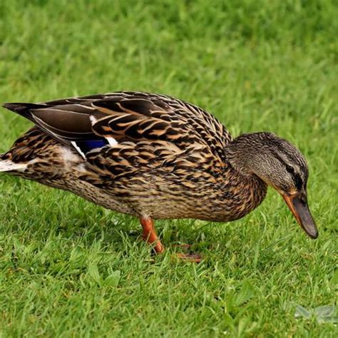 Especies o tipos de patos