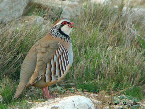 Especies objetivo: Anuario Ornitológico de Albacete Online