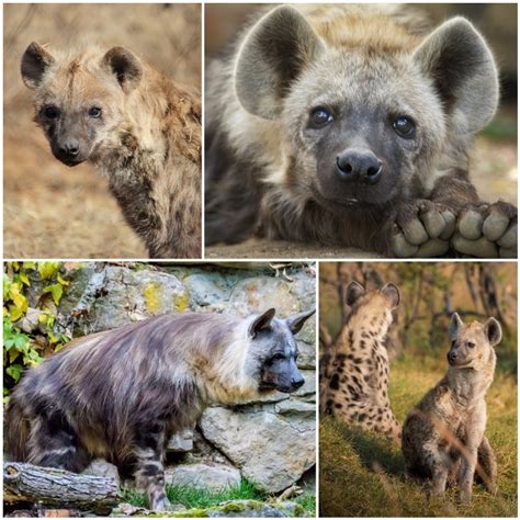 Especies y Sub Especies de Hienas | Tipos de Hienas