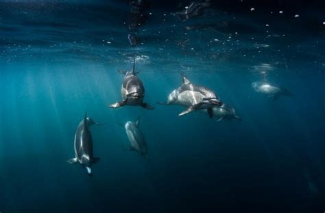 Espectaculares imágenes de animales en el fondo del mar ...