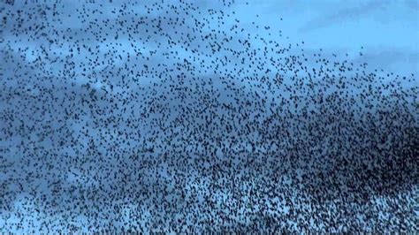 Espectaculares nubes de miles de pájaros en pueblos de ...