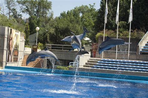 Espectáculo de delfines en el Zoo Aquarium de Madrid | Zoo de madrid ...