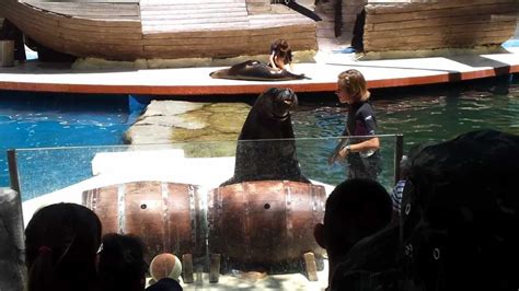 ESPECTACULO LEONES MARINOS ZOO DE MADRID 2 7 2012 YouTube