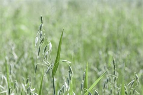 Espigas de avena en campos agrícolas sembrados con cereales | Foto Premium