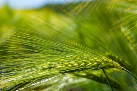 Espiguillas de verde elaboración de la cebada en un campo. | Foto Premium