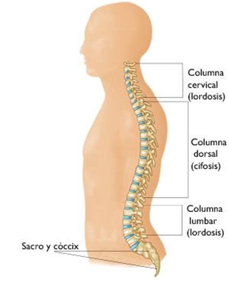 Espondilosis cervical  osteoartritis de cuello   Cervical Spondylosis ...
