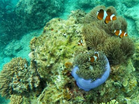 Esponja de mar: qué es y características   te lo contamos todo