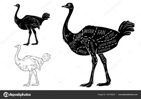 Esqueleto avestruz | cortes de carne de avestruz con ...