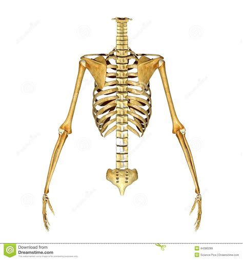 Esqueleto: Costillas, Mano Y Espinas Dorsales Stock de ...