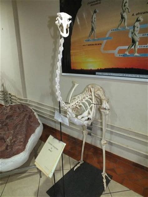 Esqueleto de avestruz: fotografía de Museu Dinamico ...