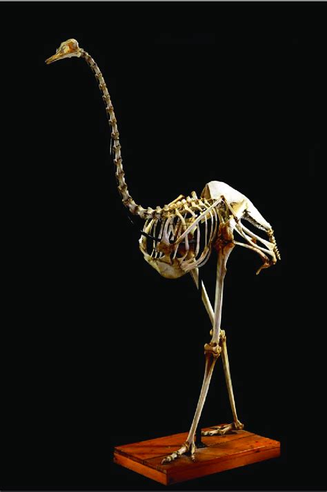 Esqueleto de Avestruz, Struthio camelus  Linnaeus, 1758 ...