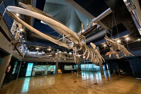 Esqueleto de ballena en el Museo Marítimo del Cantábrico # ...