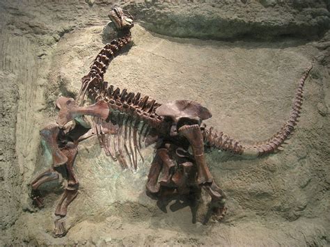 Esqueleto de dinosaurio artificial T Rex,Dinoesqueleto altamente simulado