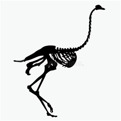 Esqueleto De La Avestruz Aislado En Blanco Ilustración del ...