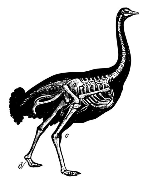 Esqueleto De La Avestruz Aislado En Blanco Ilustración del ...