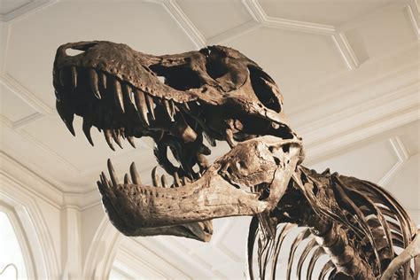 Esqueleto de tiranosaurio rex bebé hallado es ...