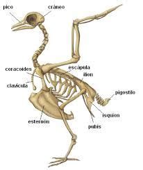 Esqueleto de un ave voladora | Anatomía animal, Aves ...