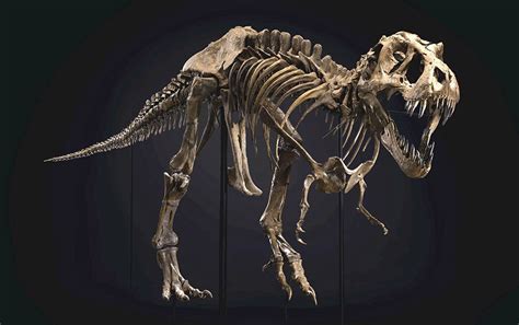 Esqueleto del dinosaurio Stan se vende en 32 millones de ...