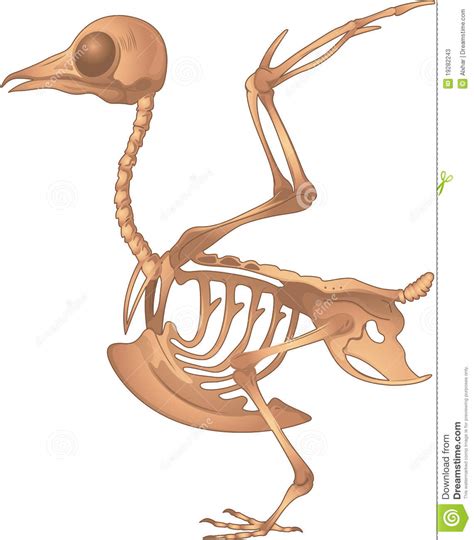Esqueleto del pájaro stock de ilustración. Ilustración de ...